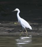 DSC_9858b.jpg