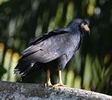 DSC_9864b.jpg