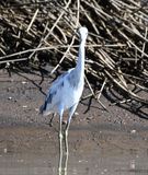 DSC_9871b.jpg