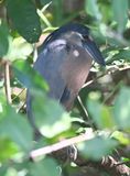DSC_9876b.jpg