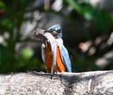 DSC_9890b.jpg