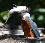 DSC_9903b.jpg