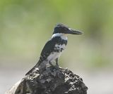 DSC_0066b.jpg