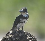 DSC_0071b.jpg