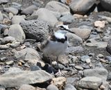 DSC_0075b.jpg