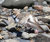DSC_0083b.jpg