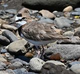 DSC_0101b.jpg