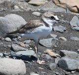 DSC_0119b.jpg