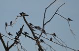 DSC_0132b.jpg
