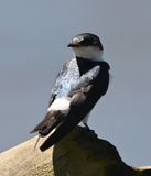 DSC_0142b.jpg