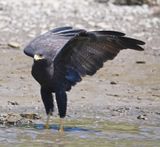 DSC_0150b.jpg