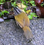 DSC_0339b.jpg