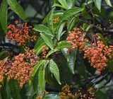 DSC_0415b.jpg