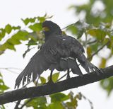 DSC_0419b.jpg