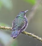 DSC_0449b.jpg