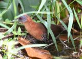 DSC_0676b.jpg