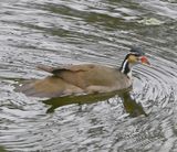 DSC_0709b.jpg