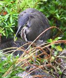 DSC_0825b.jpg