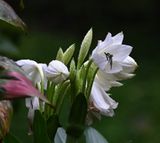 DSC_0840b.jpg