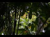DSC_0510b.JPG