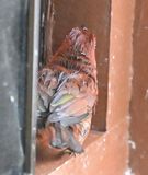 DSC_1047b.jpg
