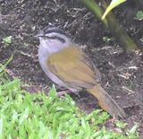 DSC_1055b.jpg