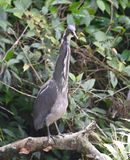 DSC_1333b.jpg