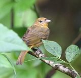 DSC_1340b.jpg
