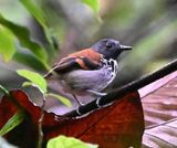 DSC_1381b.jpg