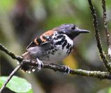 DSC_1388b.jpg