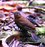 DSC_1600b.jpg