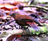 DSC_1604b.jpg