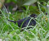 DSC_1640b.jpg