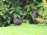 DSC_1799b.jpg