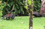 DSC_1811b.jpg