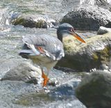 DSC_1893b.jpg