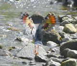 DSC_1895b.jpg