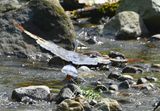 DSC_1898b.jpg