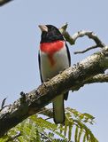 DSC_1919b.jpg
