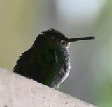 DSC_1958b.jpg
