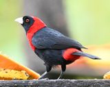 DSC_2004b.jpg