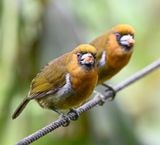 DSC_2038b.jpg