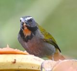 DSC_2040b.jpg