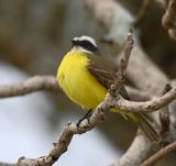 DSC_2097b.jpg