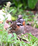 DSC_2100b.jpg