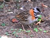 DSC_2102b.jpg