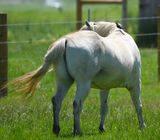 DSC_6563b.jpg