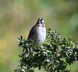 DSC_2519b.jpg