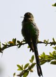 DSC_2524b.jpg