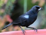 DSC_2537b.jpg